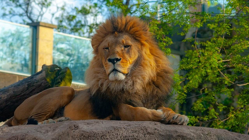 Top 10 Wild Animals in the World 1 wild animals