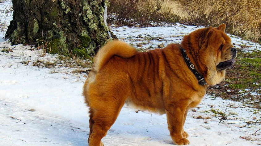 Top 10 Smartest Dog Breeds in the World 1 best dog breeds