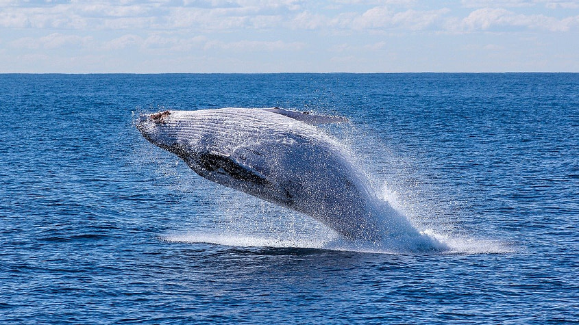 Top 10 Biggest Animals in the World 1 Biggest Animals in The World